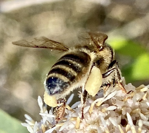 iNaturalist observation photo of Western Honey Bee