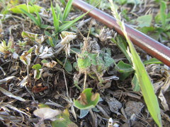 Spathalium audouinii