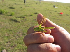 Burgilis curta