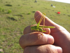 Burgilis curta