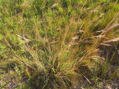 Andropogon lateralis