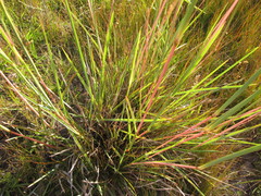 Andropogon lateralis