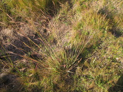 Andropogon lateralis