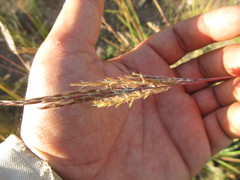 Andropogon lateralis