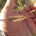 Andropogon lateralis - Photo (c) Matías Zarucki, some rights reserved (CC BY-NC), uploaded by Matías Zarucki