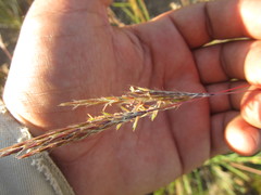 Andropogon lateralis
