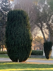 Taxus baccata