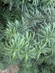 Taxus baccata