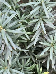 Taxus baccata