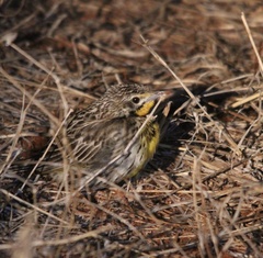 Macronyx aurantiigula