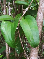 Smilax spinosa
