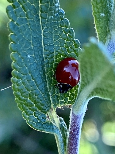 iNaturalist observation photo of Spotless Lady Beetle