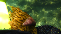 Micrelenchus purpureus