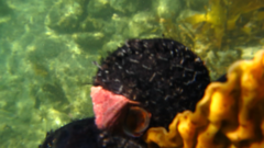 Micrelenchus purpureus