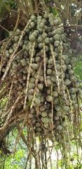 Arenga pinnata