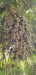 Arenga pinnata