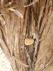 Pyrofomes juniperinus