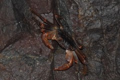 Geograpsus lividus