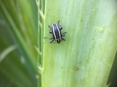 Neodiplogrammus quadrivittatus