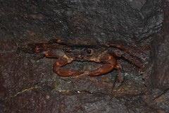 Geograpsus lividus