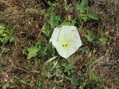 Calystegia subacaulis
