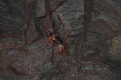 Geograpsus lividus