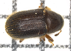 Image of Phloeotribus liminaris