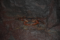 Geograpsus lividus