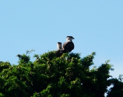 Caracara plancus