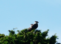 Caracara plancus