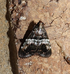 Orthaga atribasalis