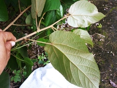 Helicteres baruensis