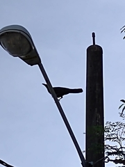 Corvus macrorhynchos