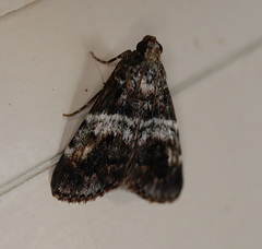 Orthaga atribasalis