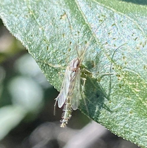 iNaturalist observation photo of Chironomus