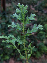 Selaginella delicatula