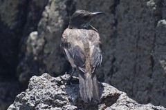 Cinclodes taczanowskii