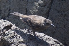 Cinclodes taczanowskii