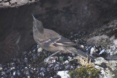 Cinclodes taczanowskii