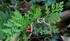 Selaginella delicatula