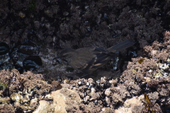 Cinclodes taczanowskii