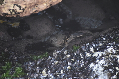 Cinclodes taczanowskii