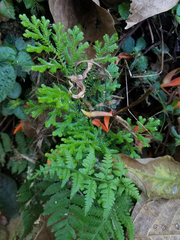 Selaginella delicatula