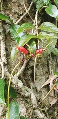 Aeschynanthus moningerae