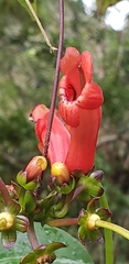 Aeschynanthus moningerae