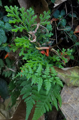 Selaginella delicatula