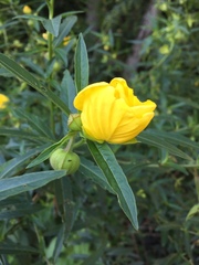 Ludwigia bonariensis