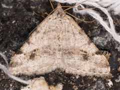 Digrammia pictipennata