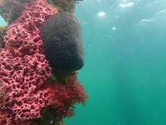 Psammocinia