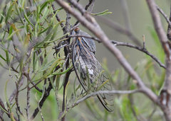 Burbunga hillieri